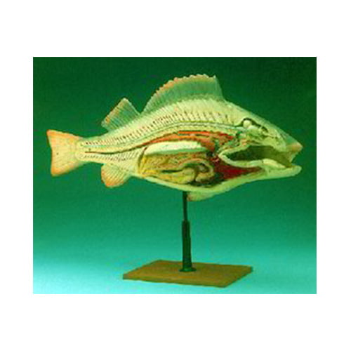 Fish Dissection Zoology Model – Thakar Dass & Sons